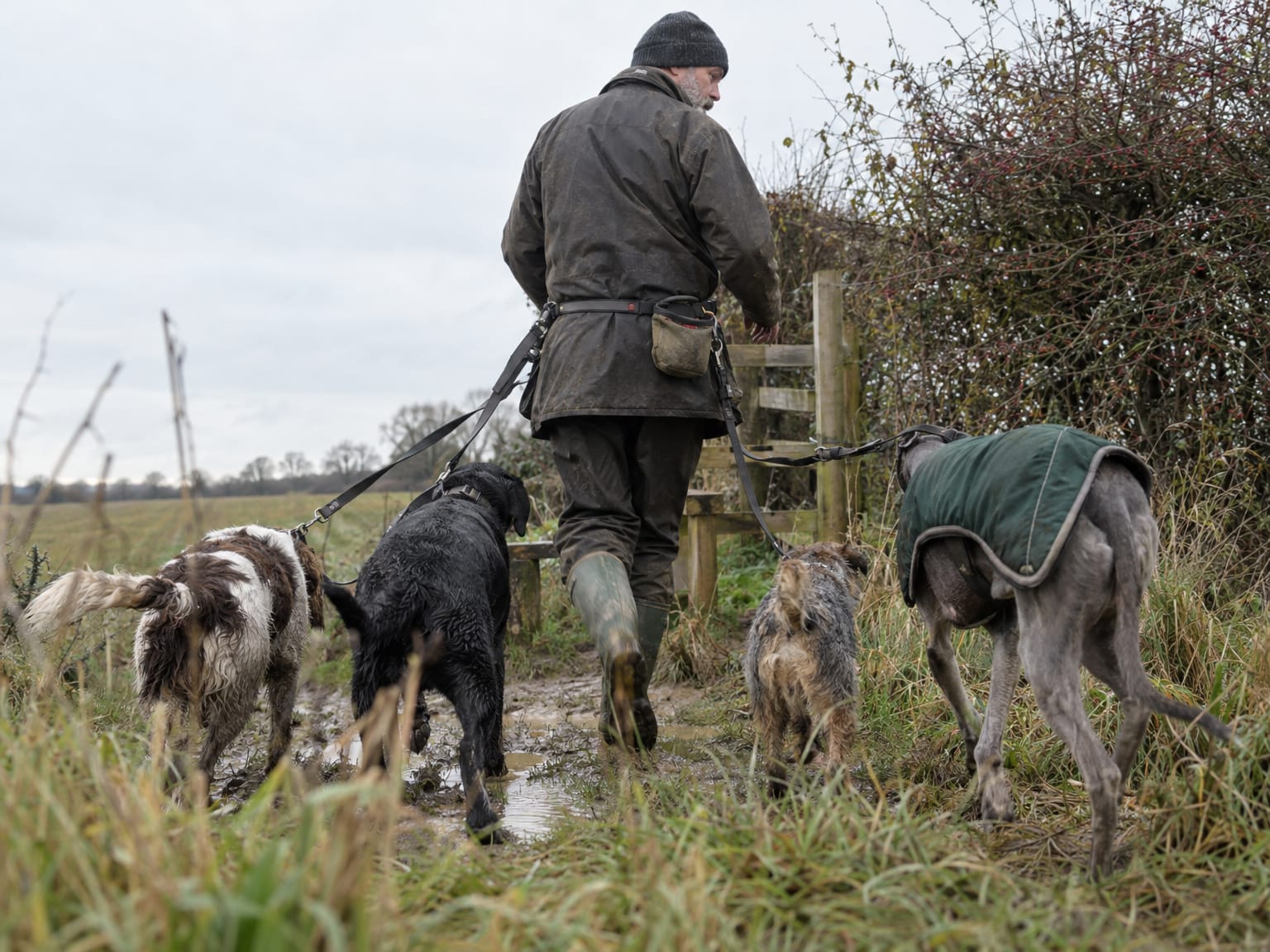 A dog walker in a waxed jacket on a muddy bridleway with four dogs on leads
